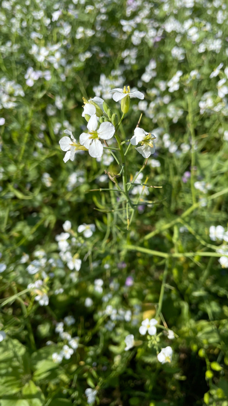 Une plante de ravenelle en fleurs avec des pétales blancs à quatre pièces au premier plan d'un champ dense.