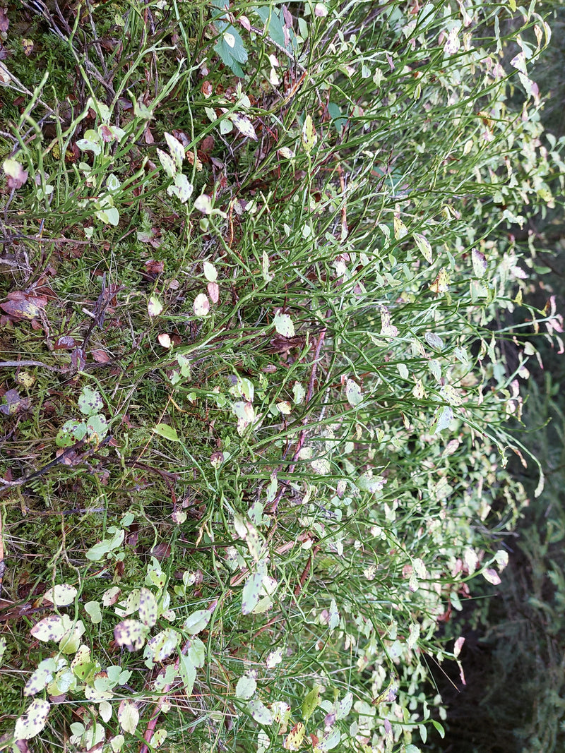 Myrtilliers denses aux rameaux verts ramifiés et aux feuilles partiellement tachetées sur un sol forestier moussu.