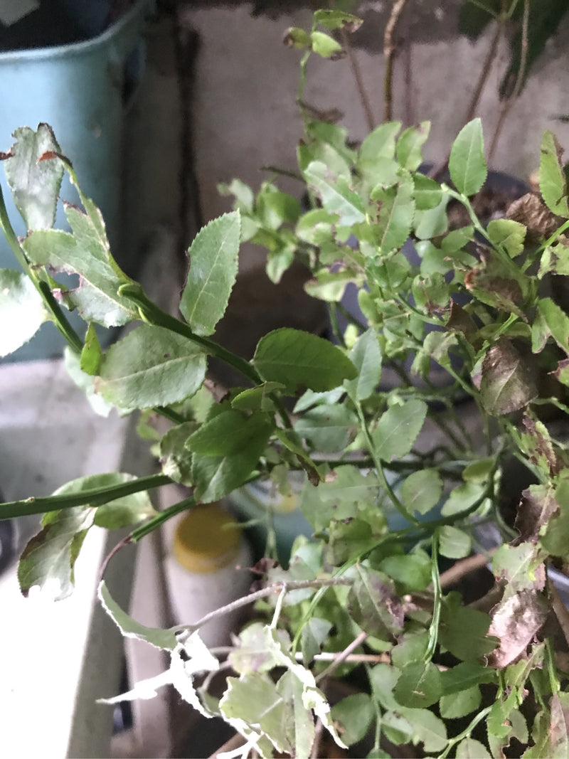 Myrtille — photo 4 sur 13