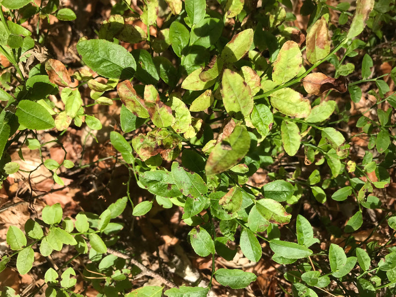On peut voir les feuilles vertes et les branches d'un myrtillier en vue aérienne. La plante pousse sur un sol forestier parsemé de feuilles sèches.