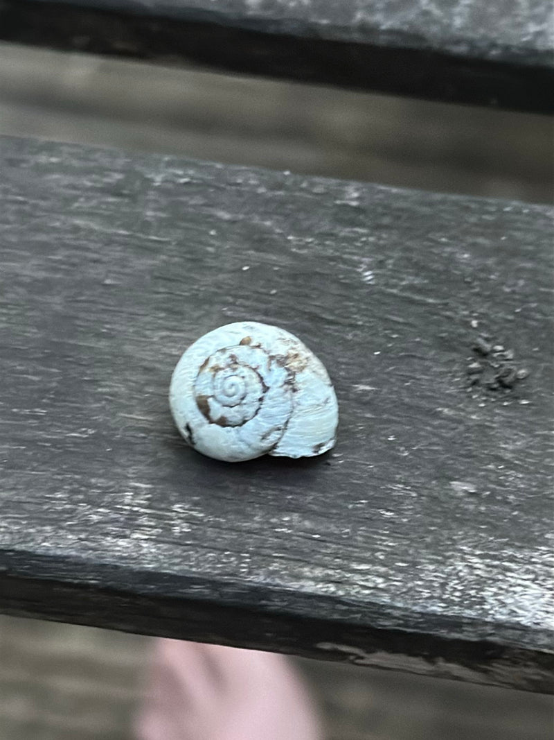 Escargot de bruyère — Bild 2