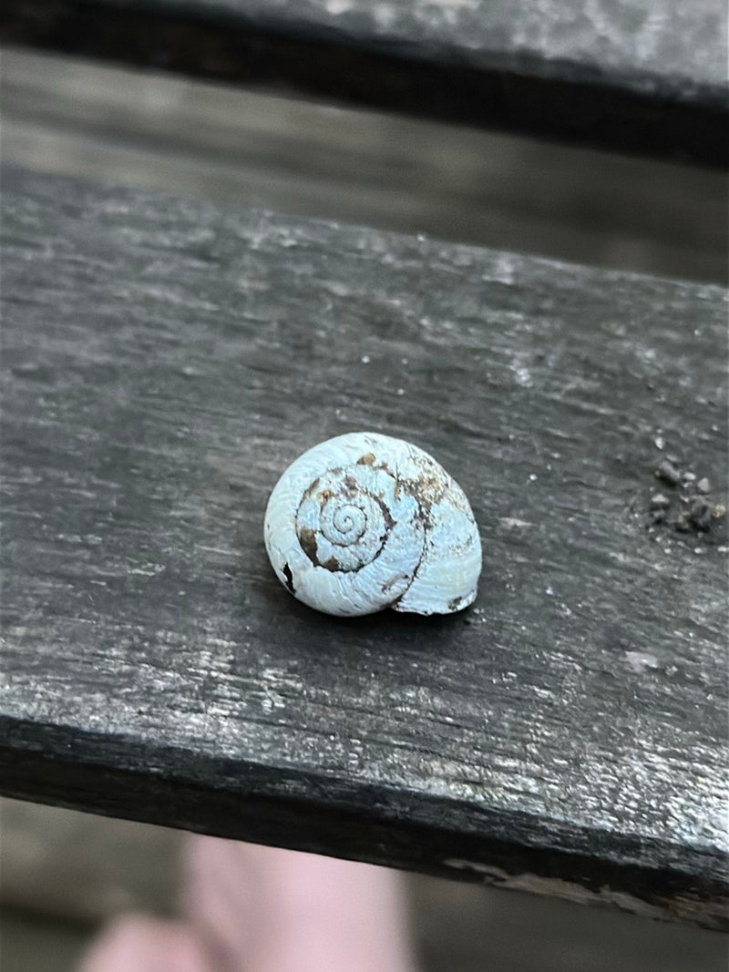 Escargot de bruyère — Bild 1
