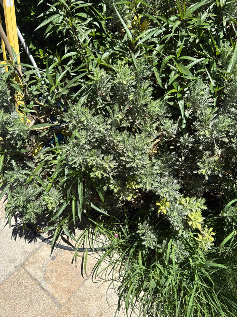 Herbe sacrée — Bild 2