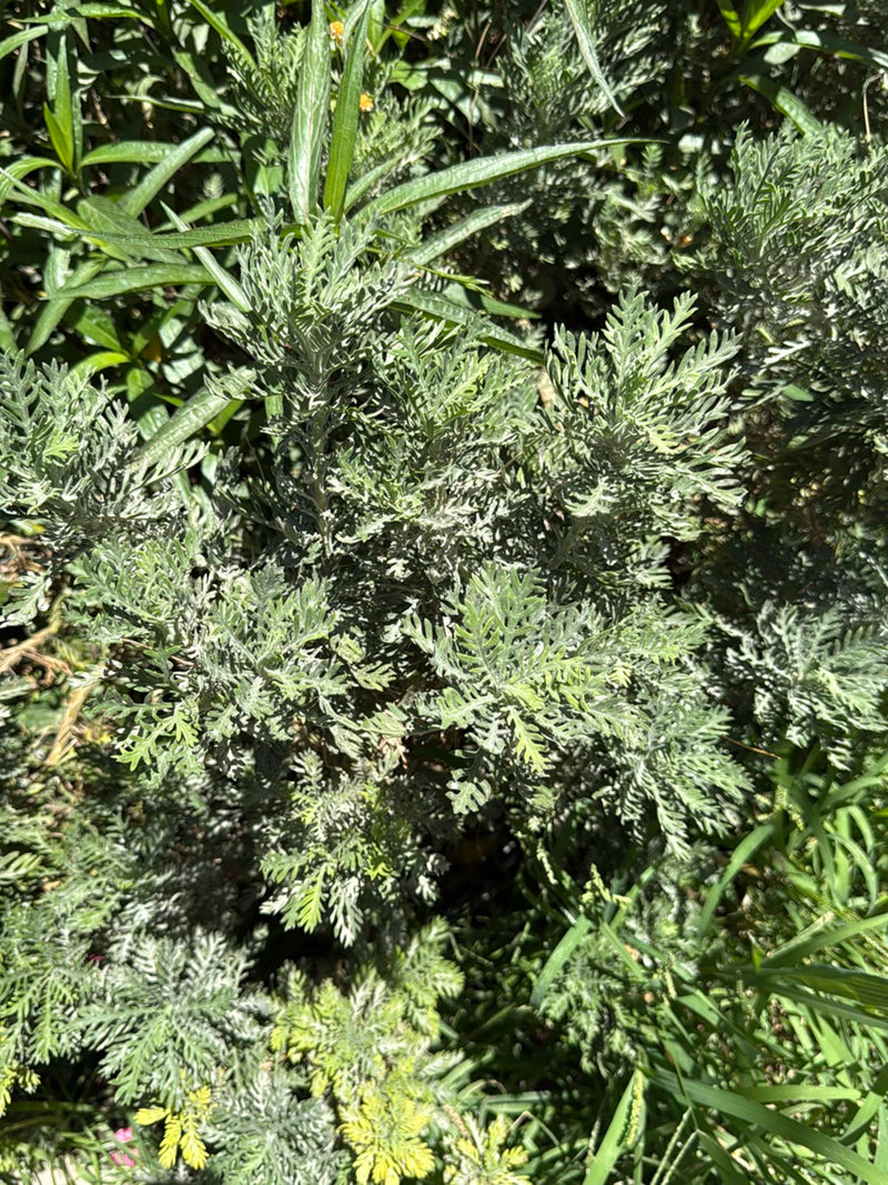 Herbe sacrée — Bild 1