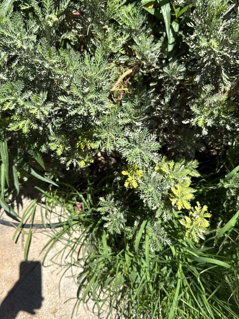 Herbe sacrée — Bild 3