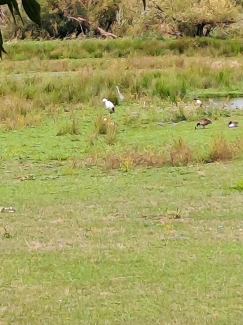 Ibis sacré — photo 3 sur 11