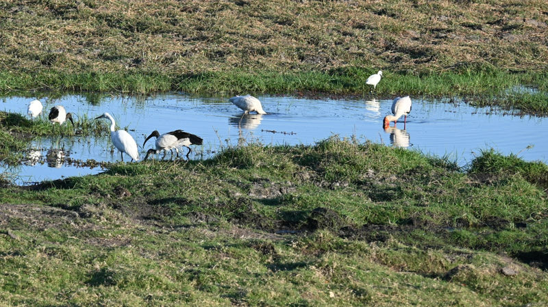 Des ibis sacrés cherchent de la nourriture aux côtés d'autres oiseaux aquatiques près d'un point d'eau peu profond dans une zone humide herbeuse.