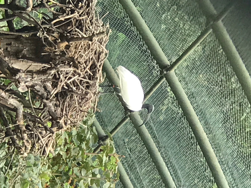 Ibis sacré — photo 1 sur 11