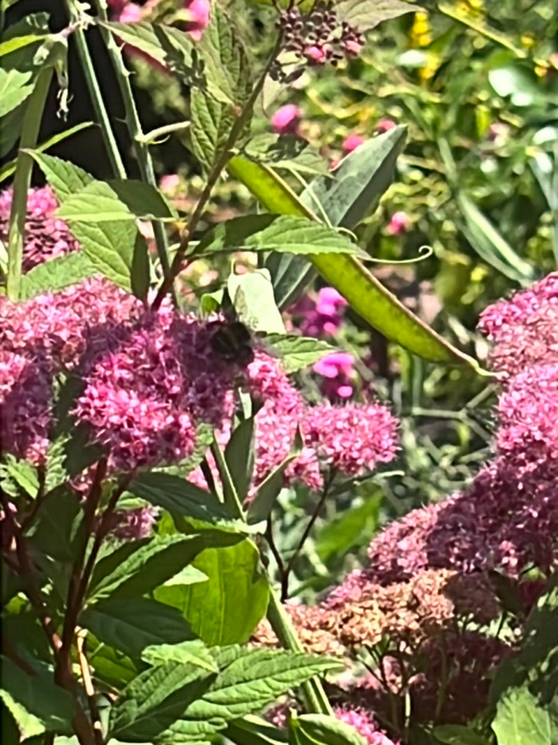Un bourdon est posé sur les inflorescences roses d'une plante de jardin. L'insecte est éloigné et peu distinct.