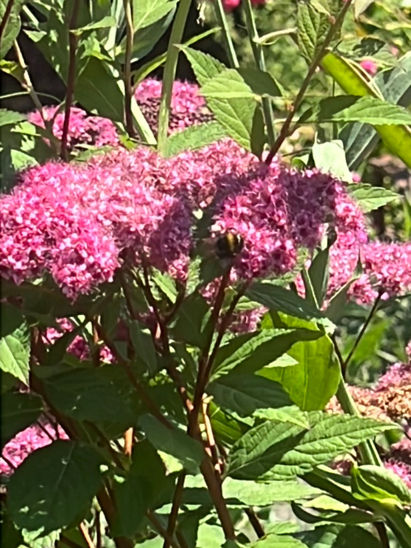 Un bourdon terreux est posé sur les fleurs roses d'une plante de jardin. Il y butine.