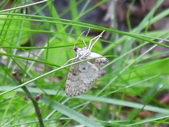 Papillon des prés gris clair — Bild 1