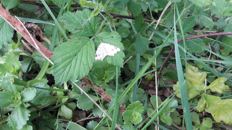 Papillon des prés gris clair — photo 1 sur 2