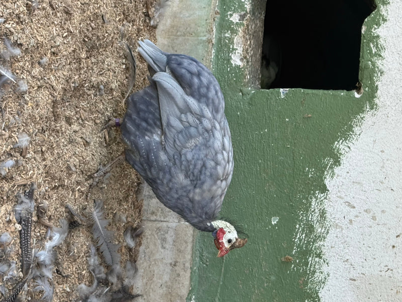 Une pintade de Numidie au plumage gris-bleu se tient sur une litière jonchée de plumes à côté d'un mur.