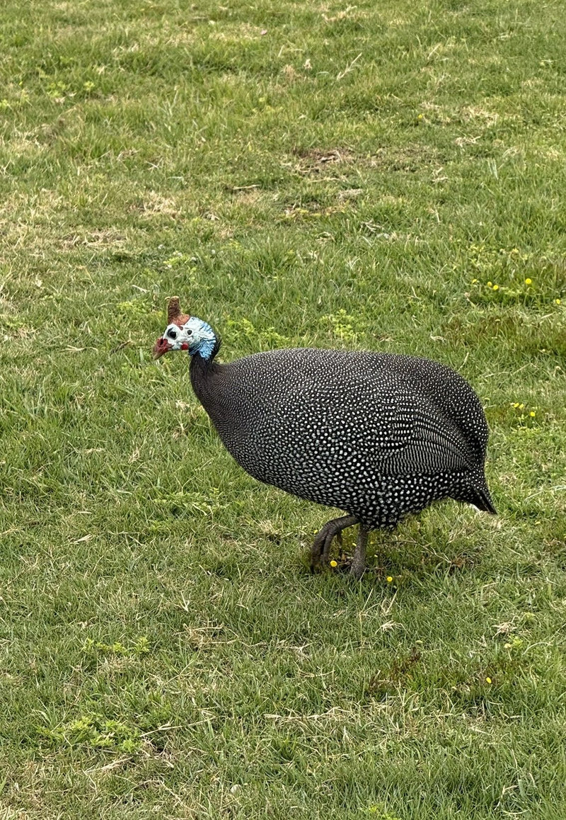 Une pintade de Numidie marche sur une prairie verte, vue de profil.