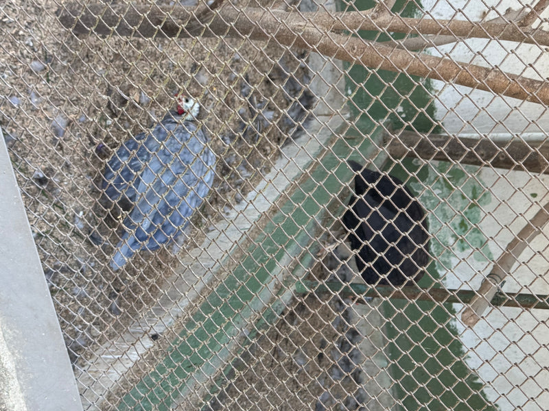 Deux oiseaux, dont une pintade de Numidie, se tiennent sur un sol sablonneux dans un enclos. La photo a été prise de dessus à travers un grillage.