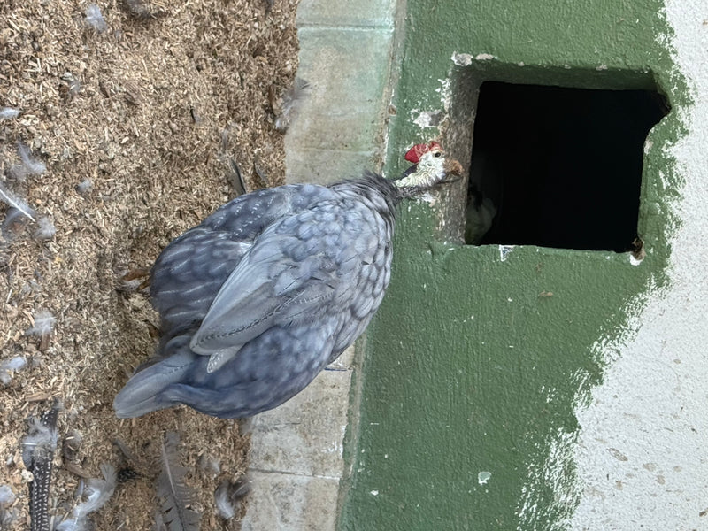 Une pintade de Numidie au plumage gris-bleu est vue de dessus, se tenant sur un sol recouvert de litière près d'une ouverture murale.