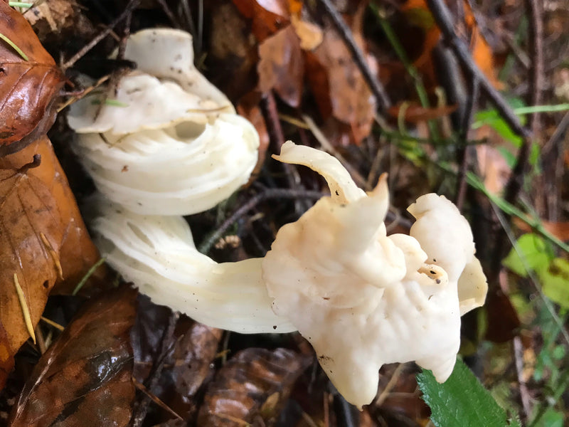 Herbst-Lorchel — photo 1 sur 1
