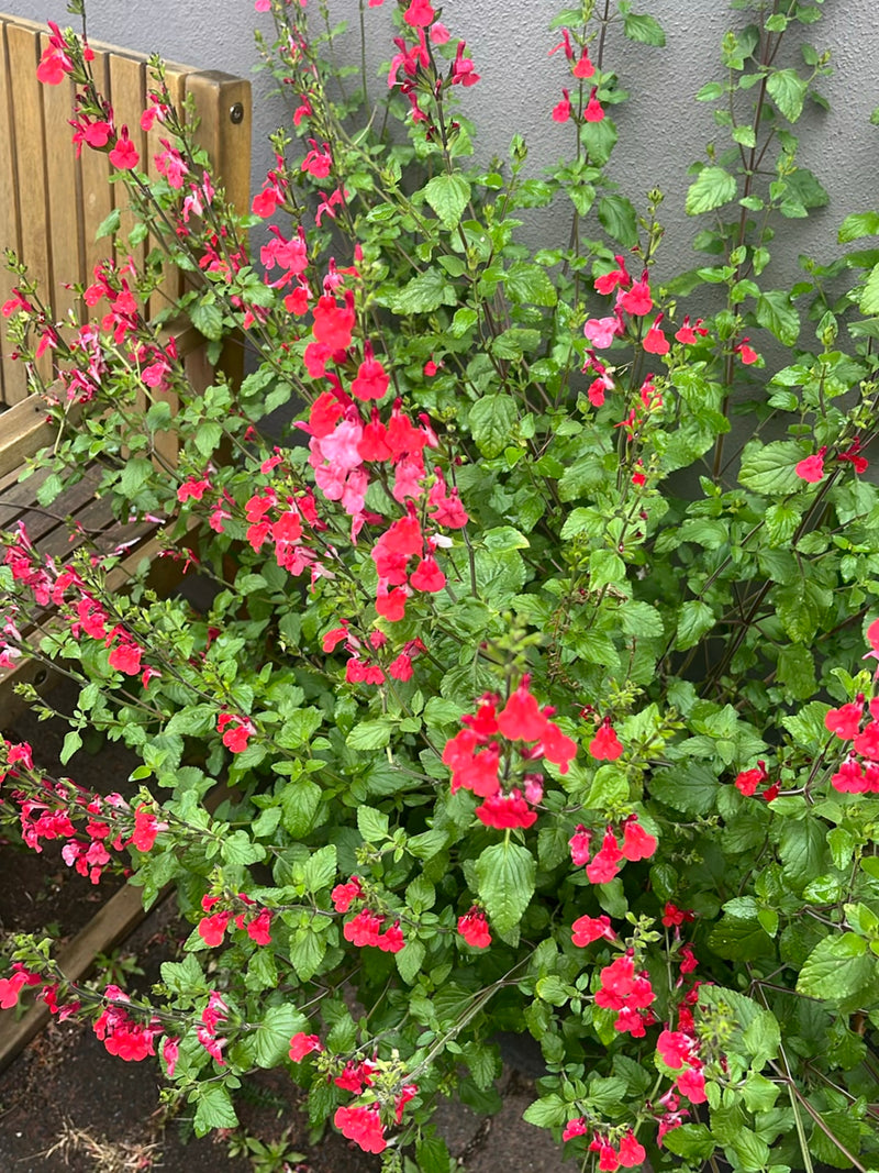 Sauge d'automne — Bild 2
