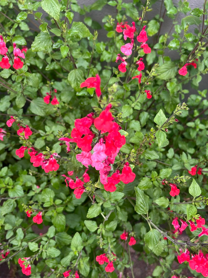 Sauge d'automne — Bild 1