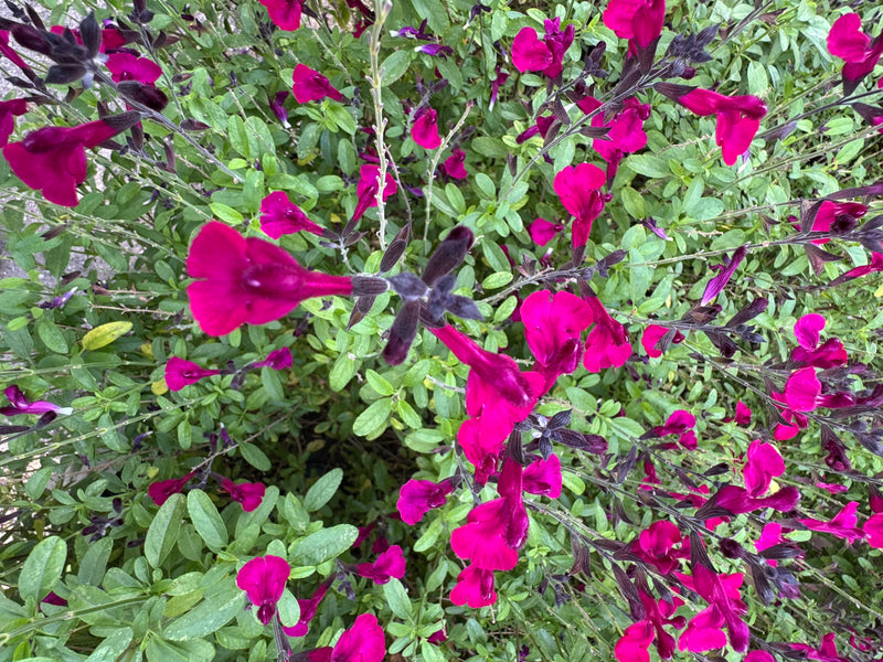 Une sauge d'automne dense montrant de nombreuses fleurs magenta vif vues du dessus.