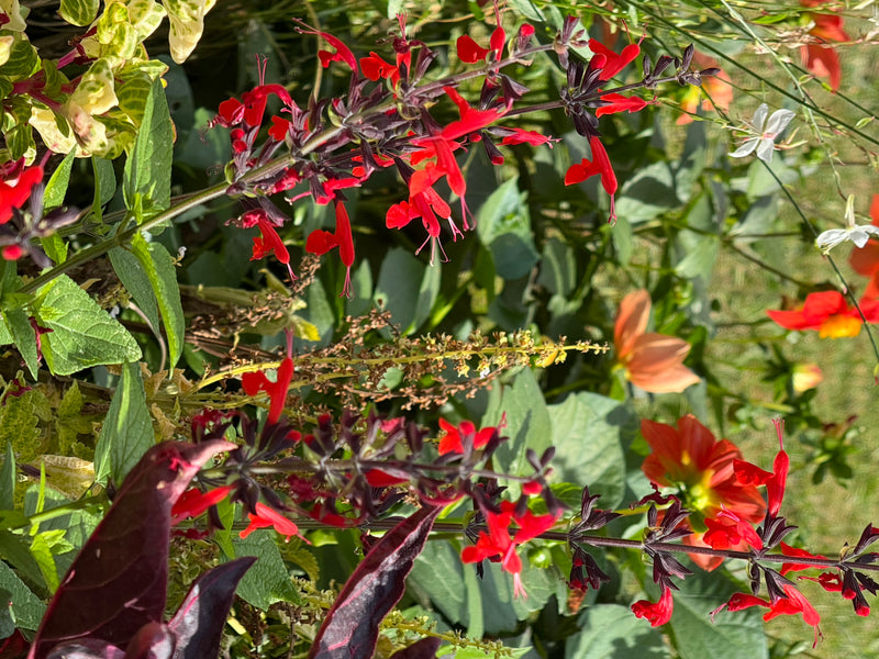Des inflorescences rouges d'une sauge d'automne aux calices sombres poussent dans un massif fleuri.