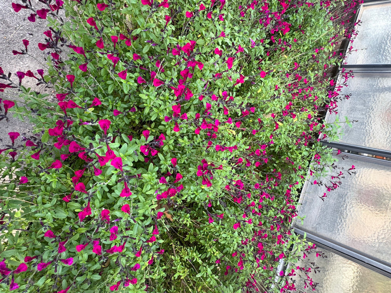 Un buisson dense de sauge de Gregg portant de nombreuses fleurs magenta vif et de petites feuilles vertes.