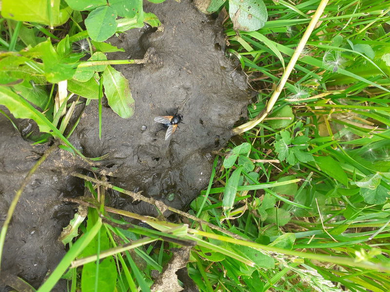 Musca d'automne — Bild 1