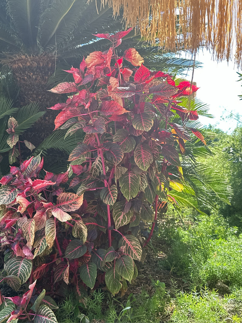 Herbsts Iresine — photo 2 sur 2
