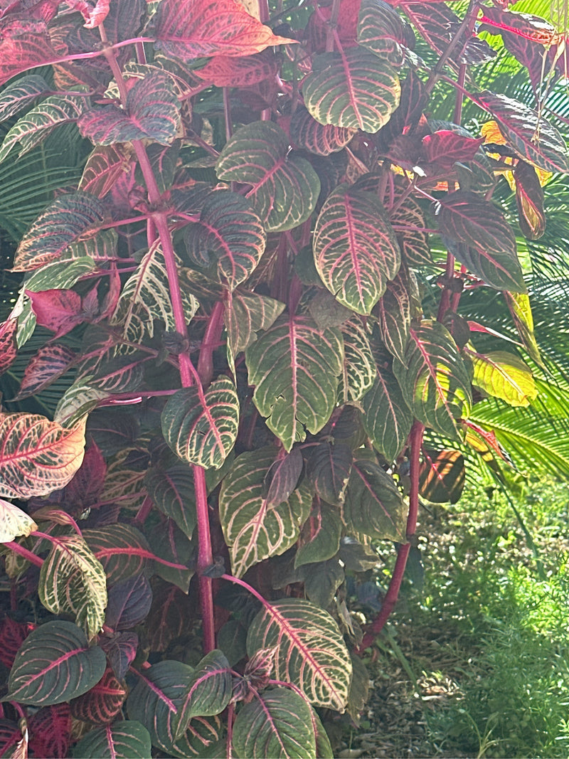 Herbsts Iresine — photo 1 sur 2