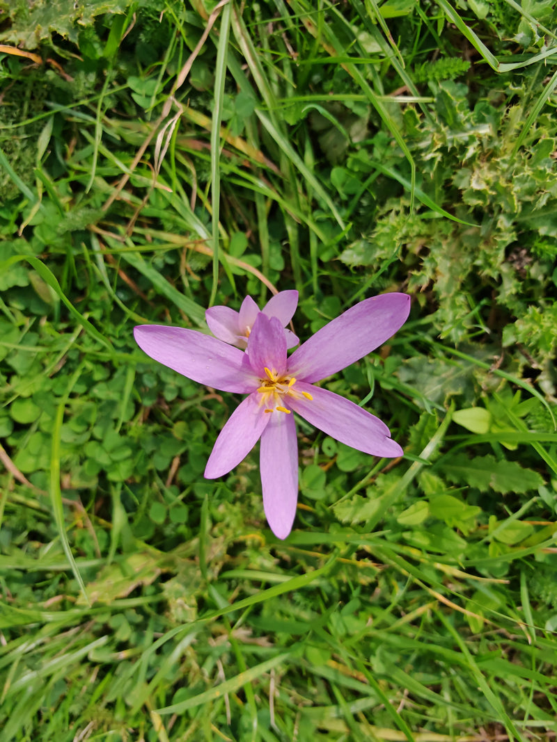 L'image montre une colchique d'automne en fleur avec des pétales roses poussant directement sur une prairie verte. La vue de dessus révèle la fleur ouverte a...