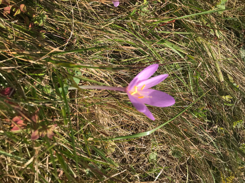 Crocus d'automne — photo 2 sur 14