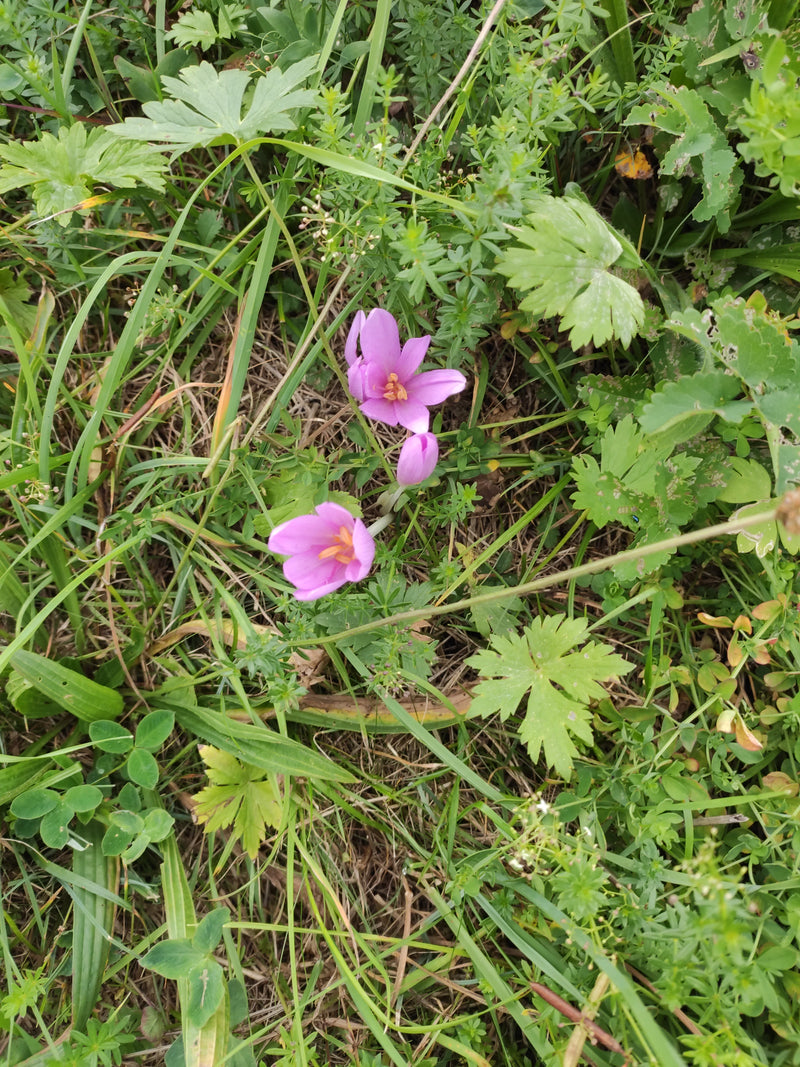 Plusieurs fleurs roses de colchique poussent dans le tapis herbeux et herbacé d'une prairie. Les fleurs remarquables se dressent isolément ou rapprochées, en...