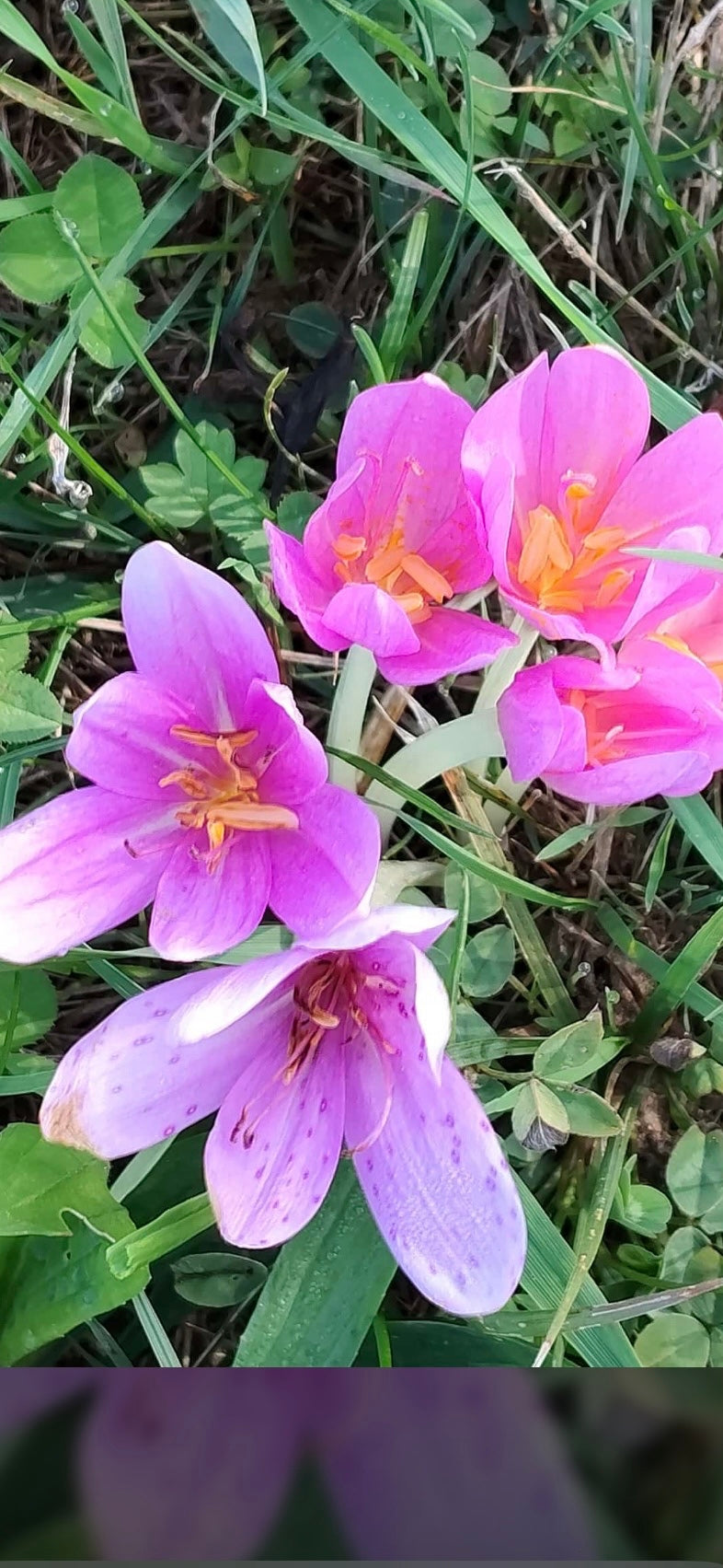 Plusieurs fleurs rose violacé de colchique d'automne s'épanouissent dans une prairie au milieu de l'herbe et du trèfle.