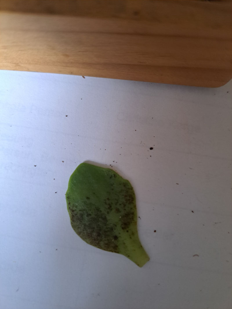 Aptenie cardiaque — Bild 1