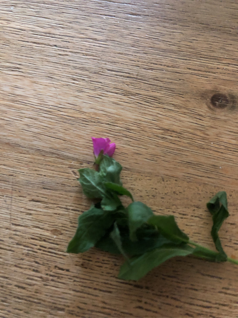Aptenie cardiaque — photo 1 sur 2
