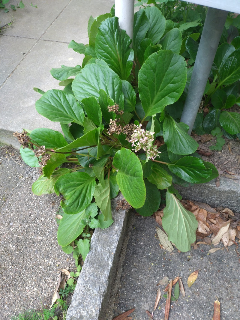 Bergenia à feuilles cordées — Bild 2