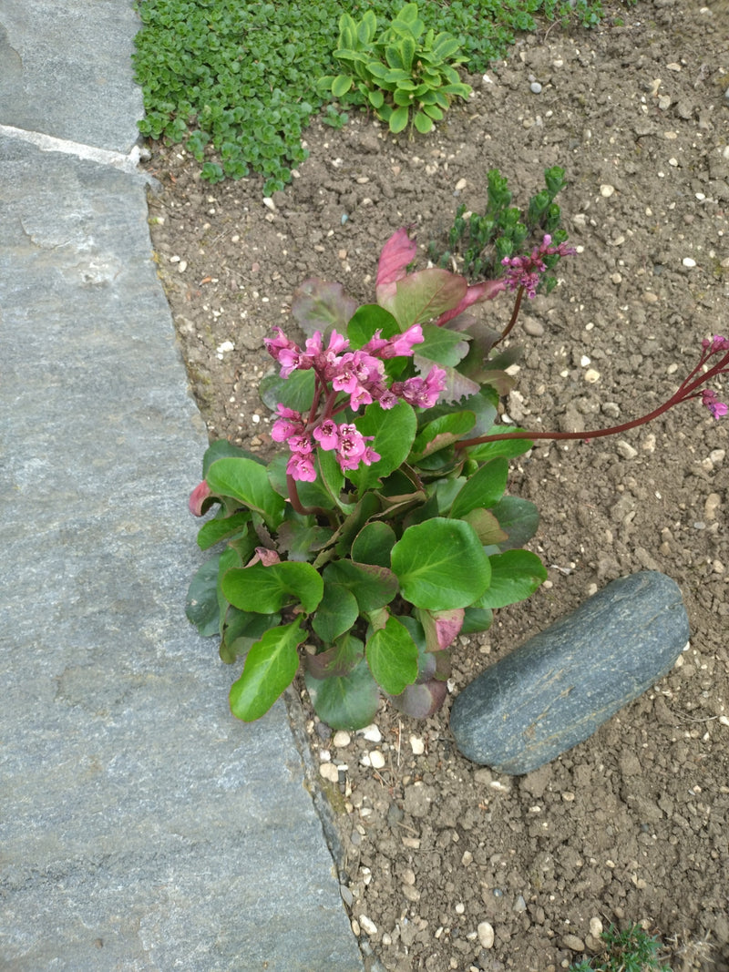 Bergenia à feuilles cordées — Bild 1