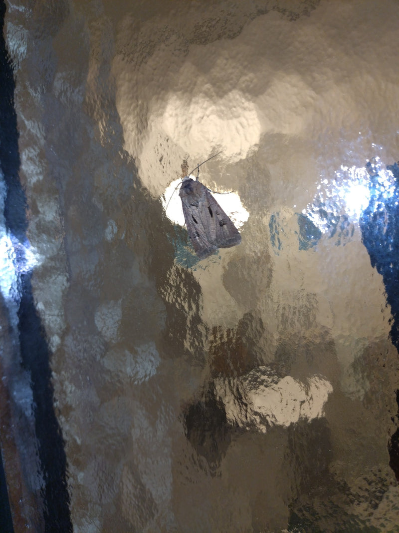 Chérie Chouette — Bild 1