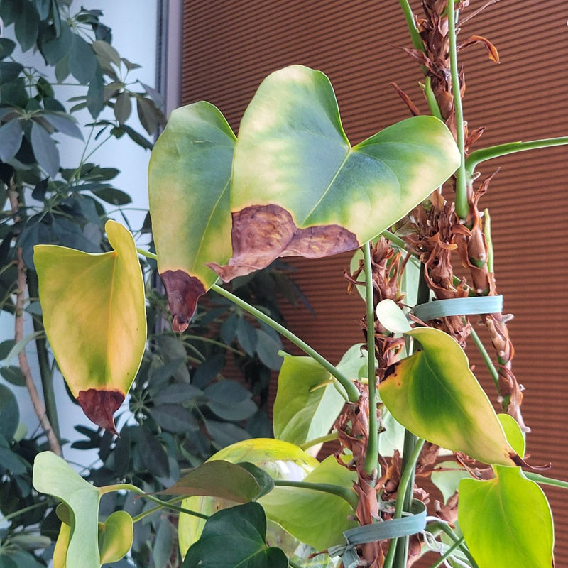 Philodendron feuille coeur — Bild 1
