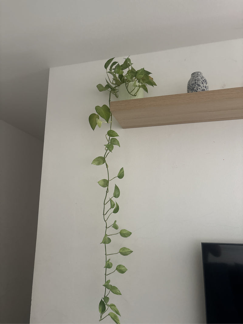 Philodendron feuille coeur — photo 5 sur 14