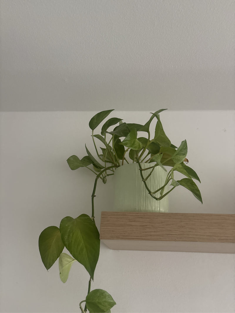 Philodendron feuille coeur — photo 4 sur 14
