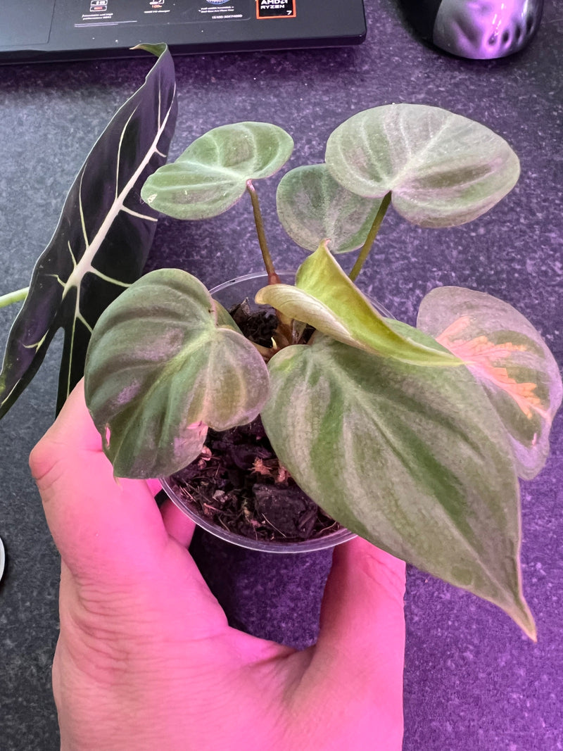 Philodendron feuille coeur — photo 2 sur 14