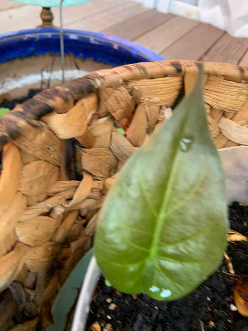 Philodendron feuille coeur — photo 3 sur 14