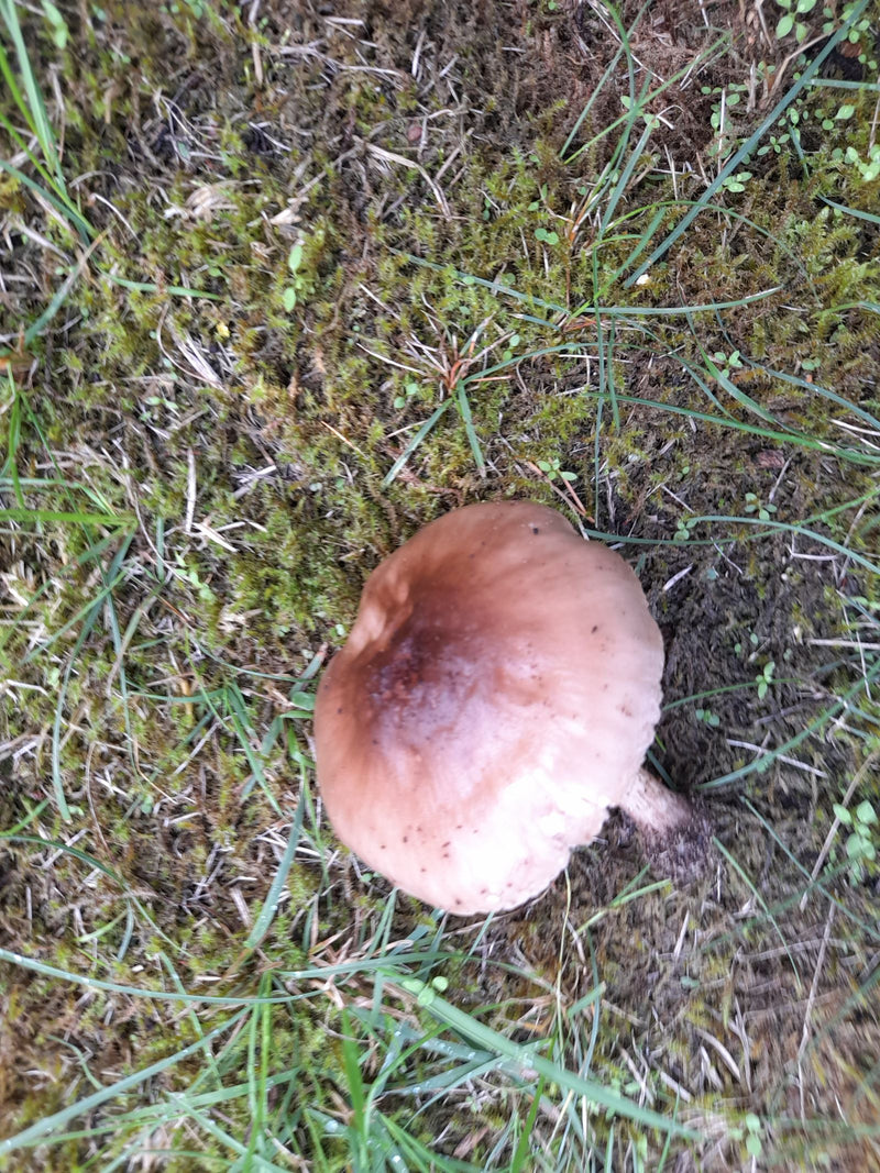 On aperçoit le chapeau d'un champignon brun vu du dessus, poussant sur un sol moussu avec de l'herbe. Le champignon est bien visible dans son environnement n...