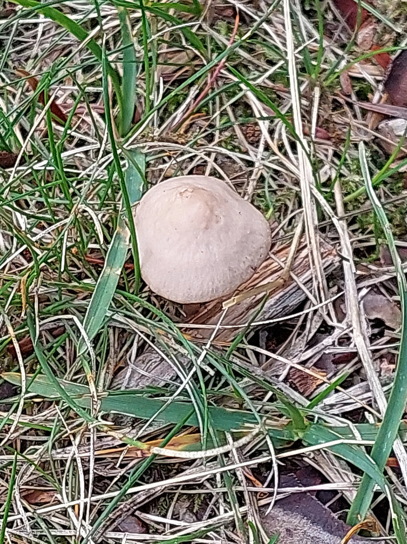 Vue de dessus du chapeau d'un panéole des foins poussant parmi l'herbe et des débris végétaux.