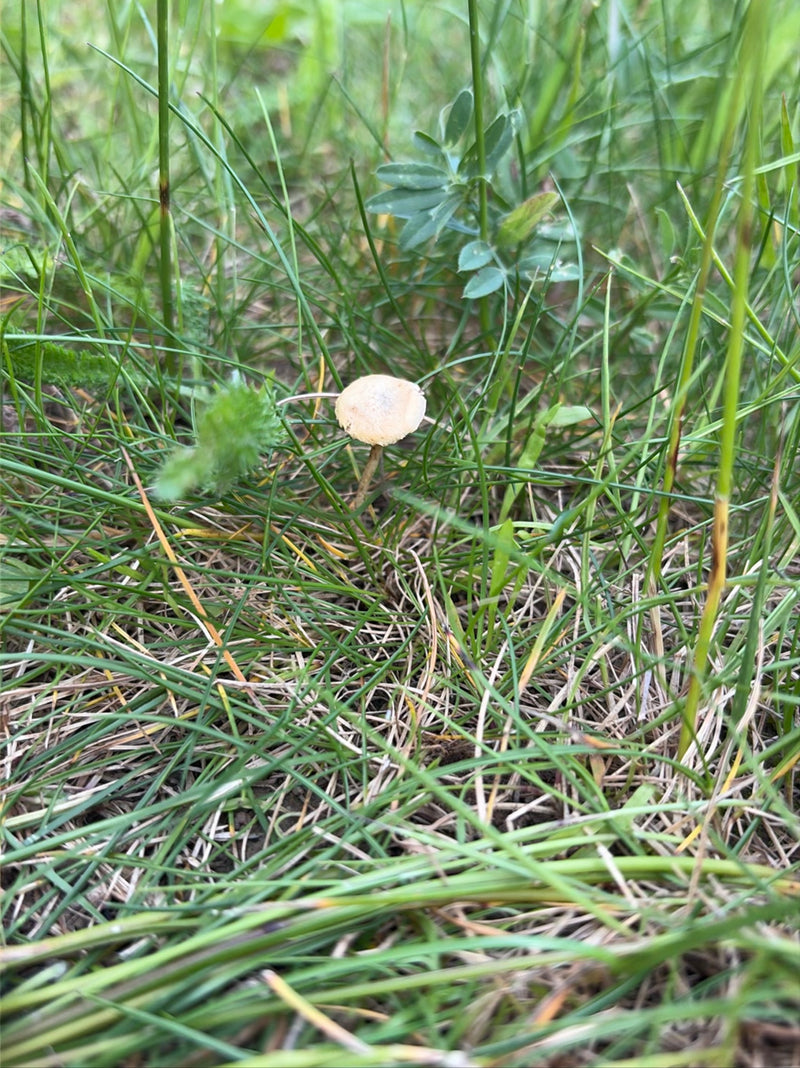 Un petit panaéole des foisons se tient seul au milieu de l'herbe verte dans une prairie. Le champignon a un chapeau clair et convexe et un pied mince.