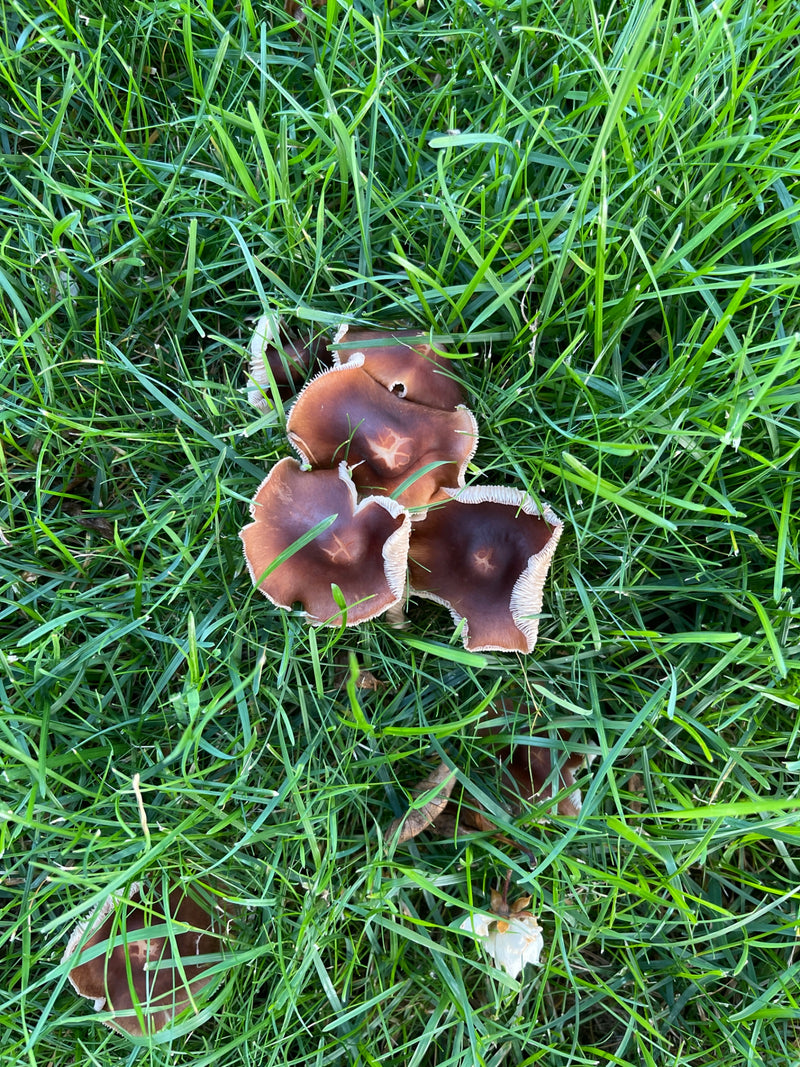Plusieurs champignons bruns aux chapeaux ondulés poussent au milieu de l'herbe verte. La photo montre les champignons par-dessus.