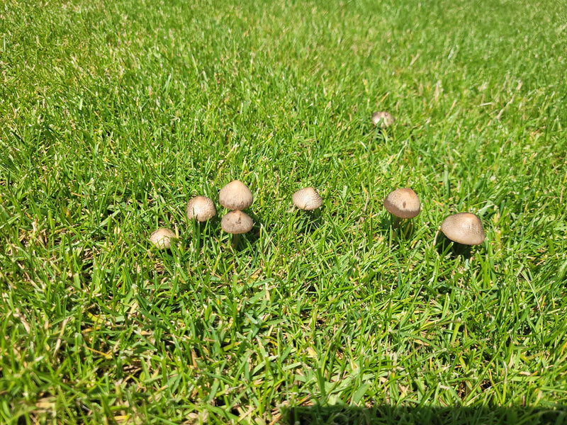 Plusieurs petits champignons aux chapeaux brunâtres sont dispersés dans une prairie verte et luxuriante. Ce sont des panaeoles des foins dans leur environnem...