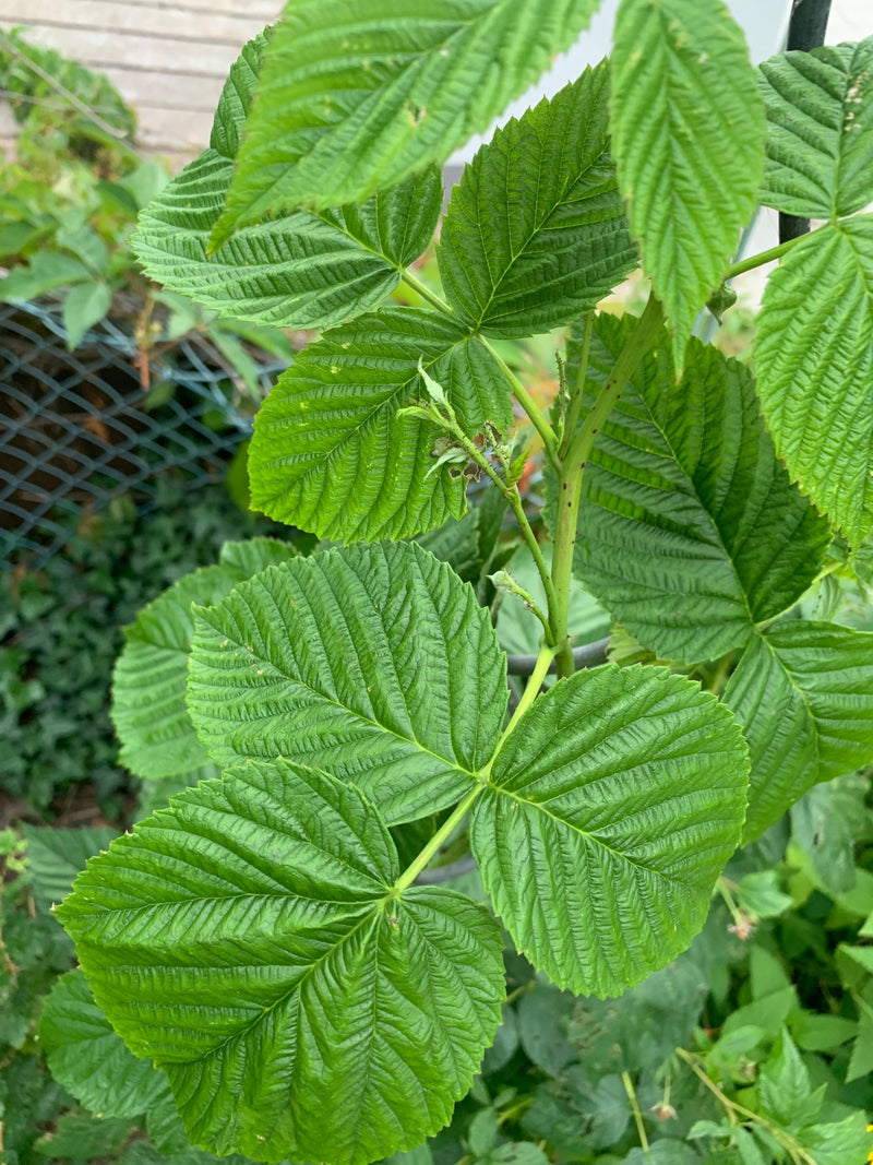 On peut voir un framboisier avec ses feuilles vertes pennées et ses tiges caractéristiques. La photo montre la plante dans un environnement naturel.