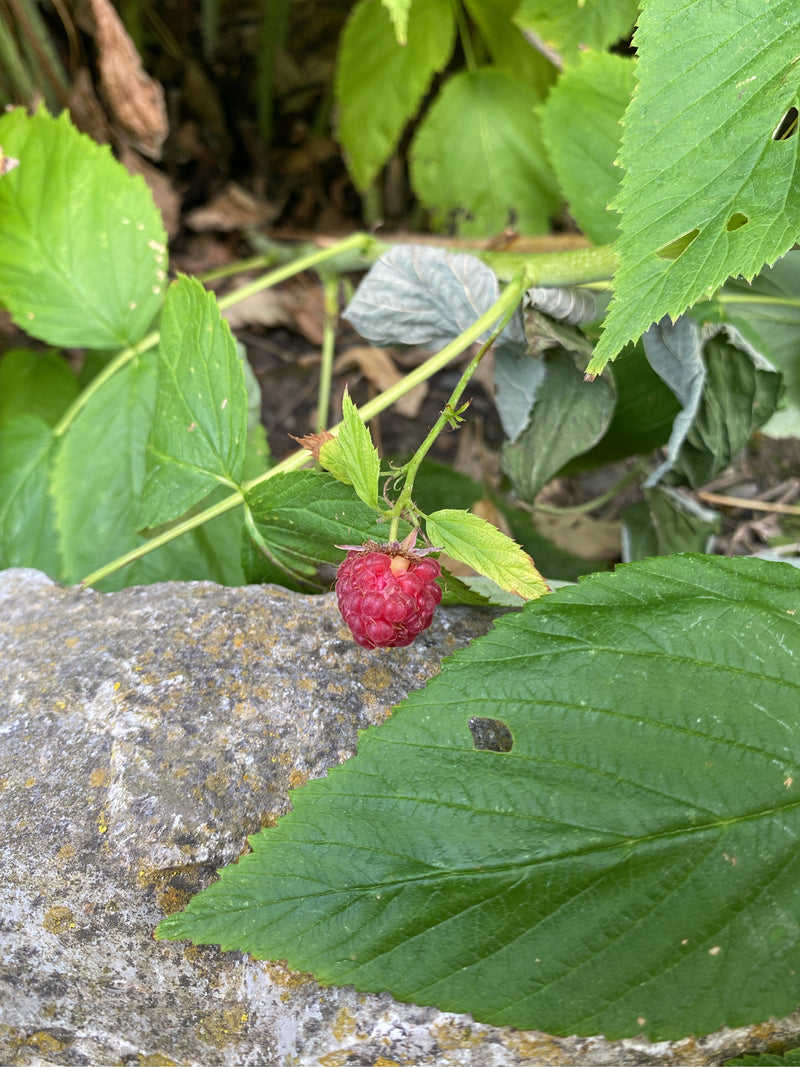 L'image montre une seule framboise mûre sur sa branche. Elle est entourée de feuilles vertes et d'un mur en pierre à l'arrière-plan.